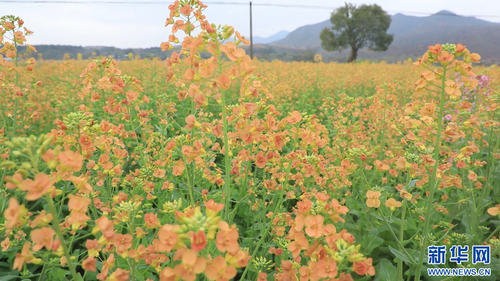 开平大塘面村油菜花图片