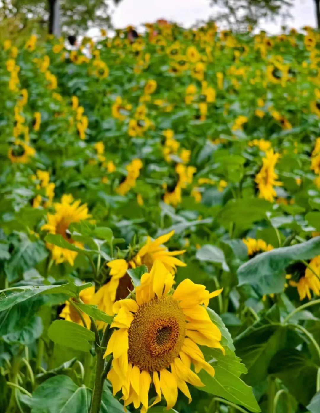 3200平方米的金色梦田近10000株的向日葵组成了向日葵花海盛开啦!