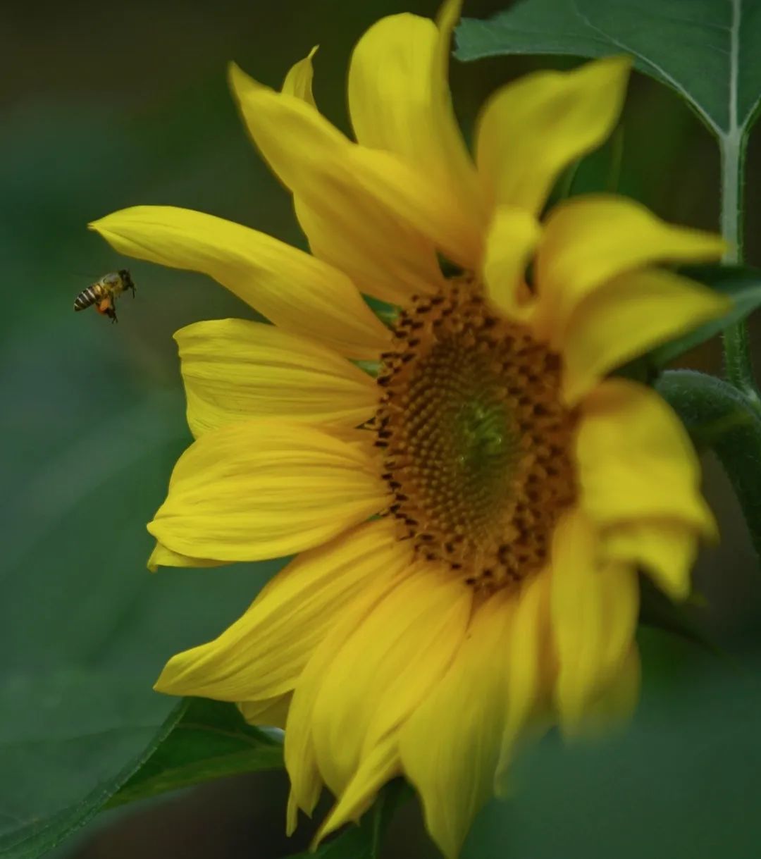 深圳！发现超大向日葵花海，快冲！