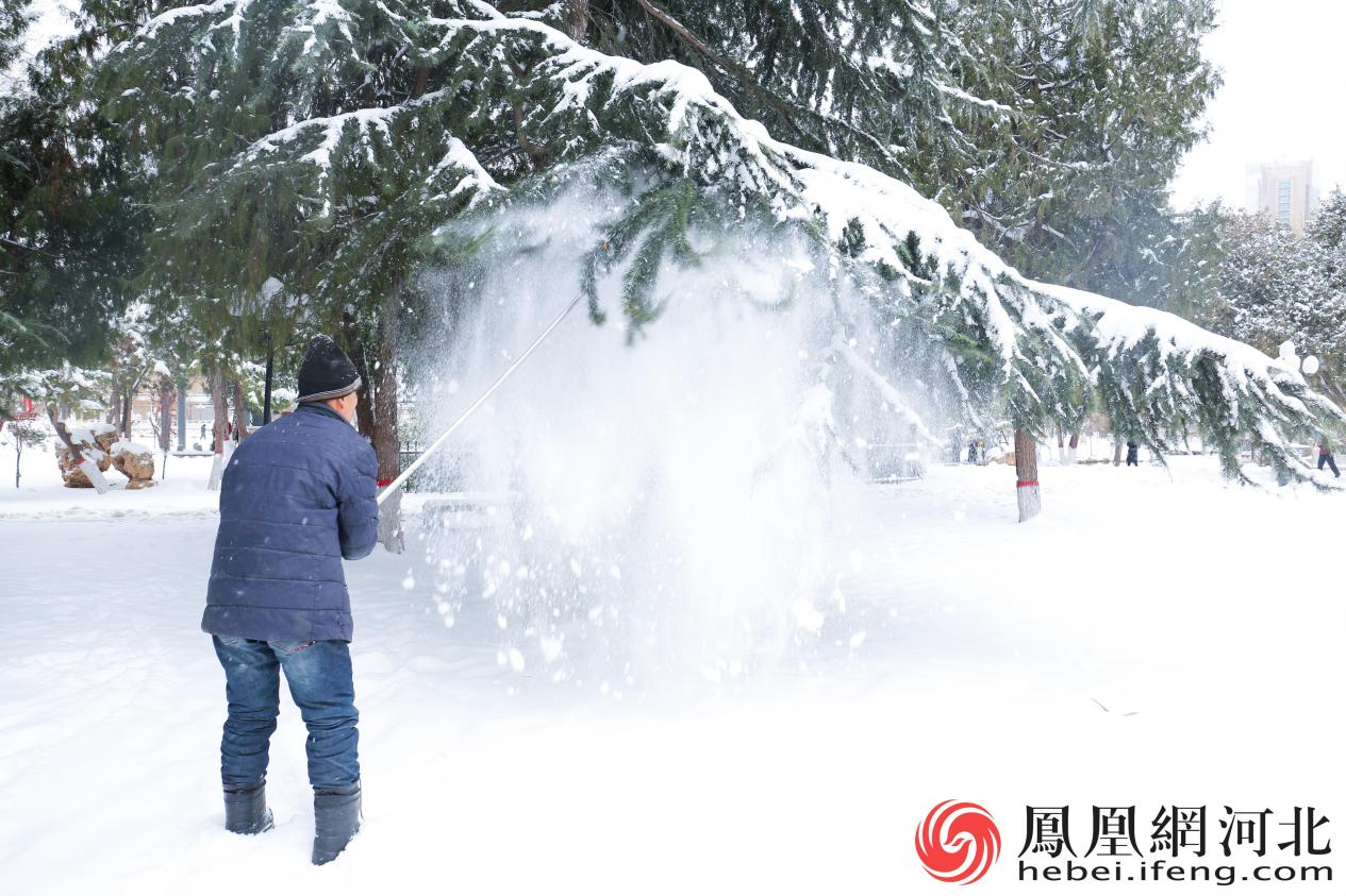 园林工人正清理松树上的积雪。