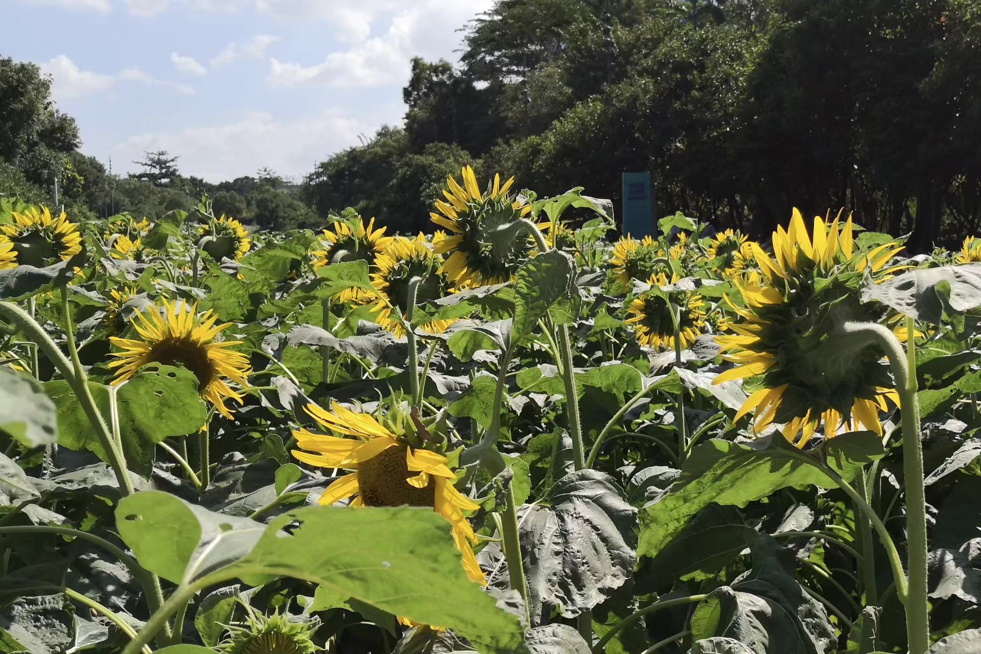 春野浮绿，相映成趣