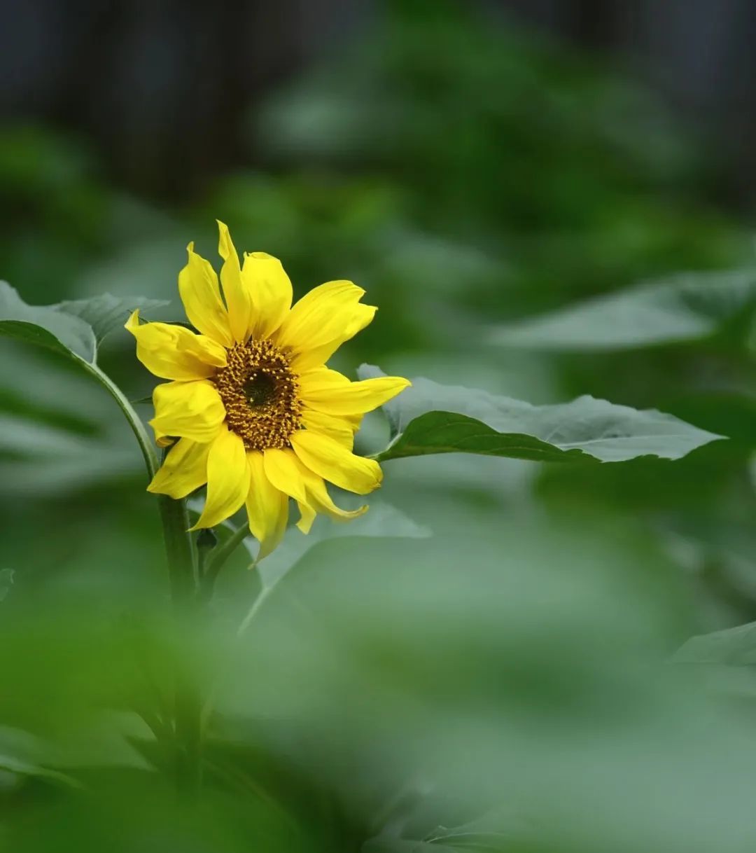 深圳！发现超大向日葵花海，快冲！