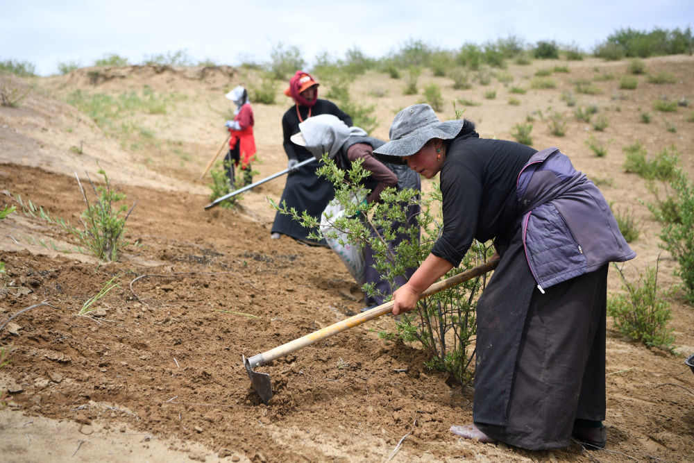 牧民在玛曲县欧拉镇黄河沿岸一处沙化草原治理点补种草籽（2023年7月6日摄）