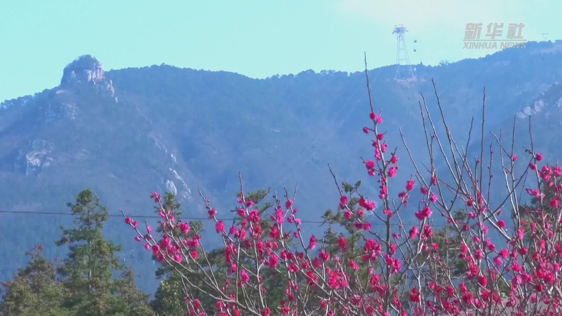 江西庐山：梅花盛开春景来