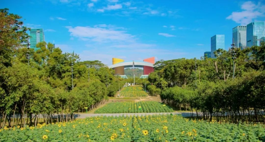 深圳！发现超大向日葵花海，快冲！