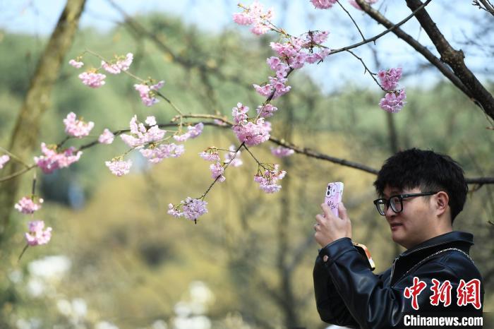 重庆南山植物园3000株早樱绽放美醉游人