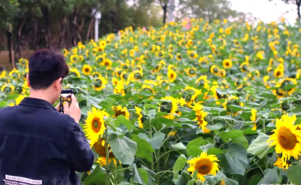 深圳！发现超大向日葵花海，快冲！