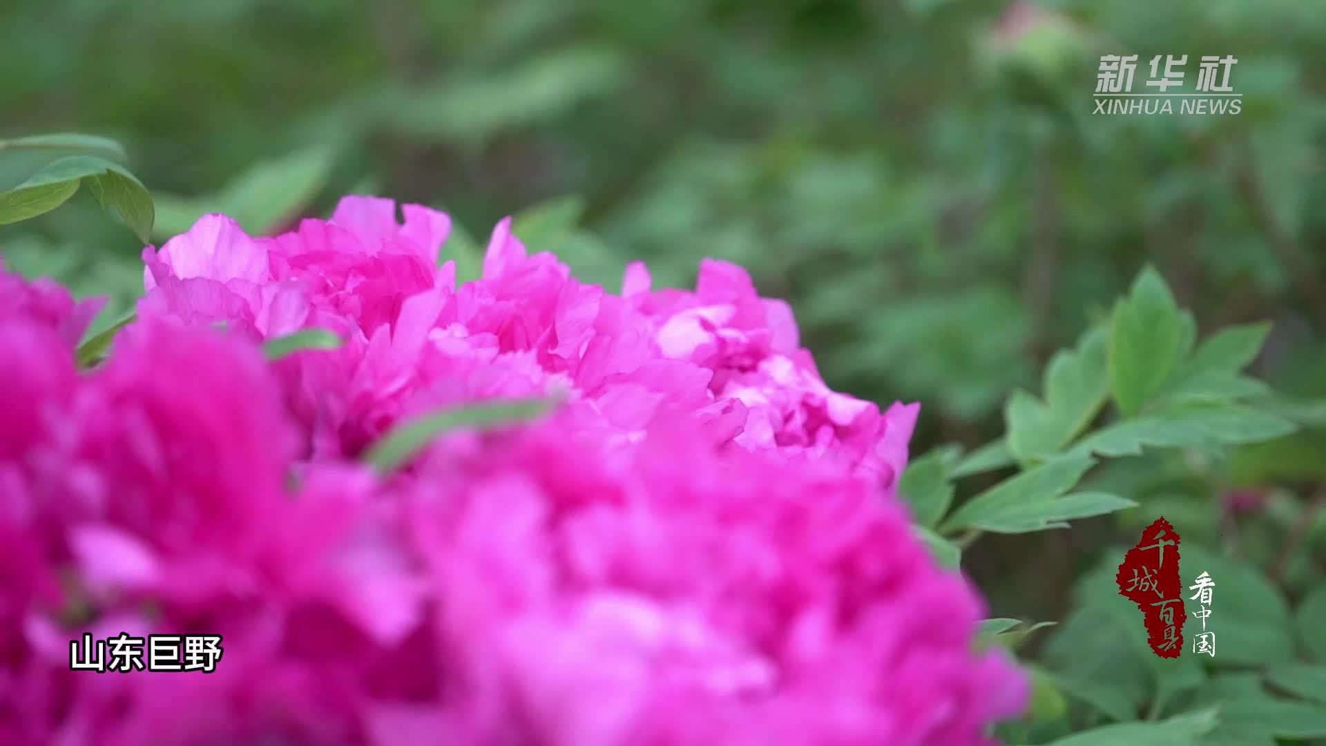 千城百县看中国｜山东巨野：元宵佳节鲜花俏