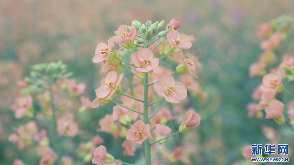 朱旺村油菜花图片