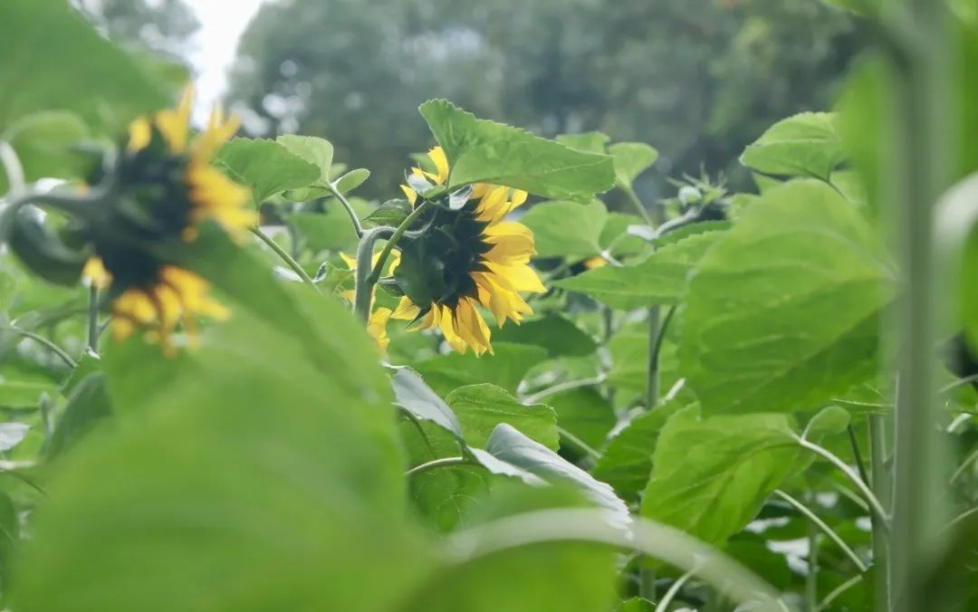 深圳！发现超大向日葵花海，快冲！