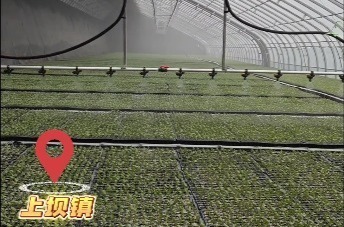 “农”啥嘞？肃州大棚里一幅春耕图徐徐展开