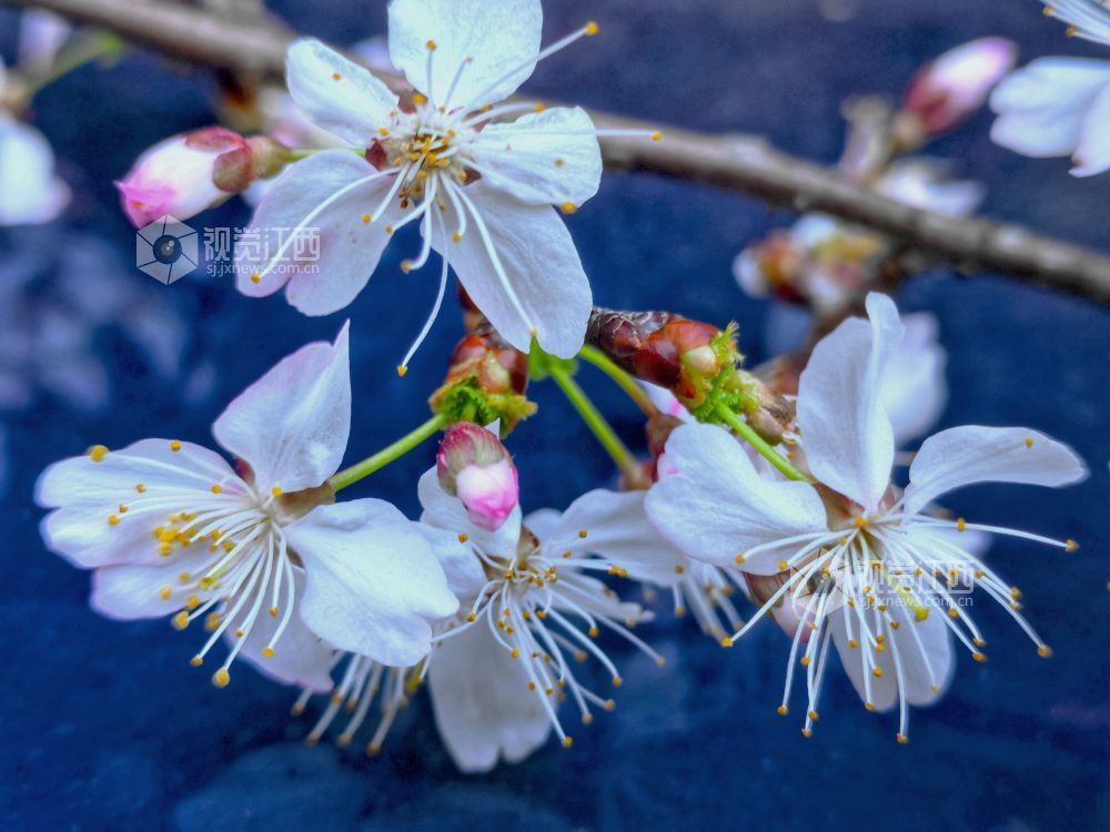 分宜:野生樱花迎春绽放(图)