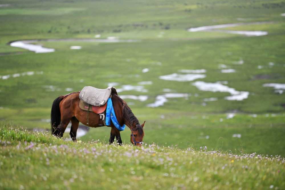 一匹马在玛曲县阿万仓湿地上吃草（2023年7月6日摄）