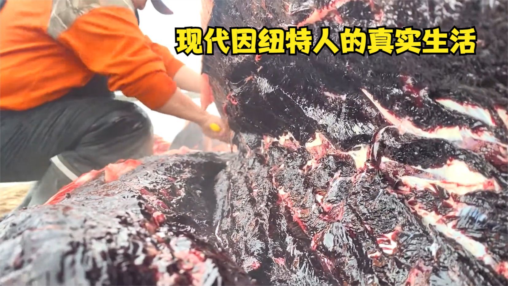 走进现代的因纽特人也沦为房奴，每逢过年只能狩猎海豹勉强度日