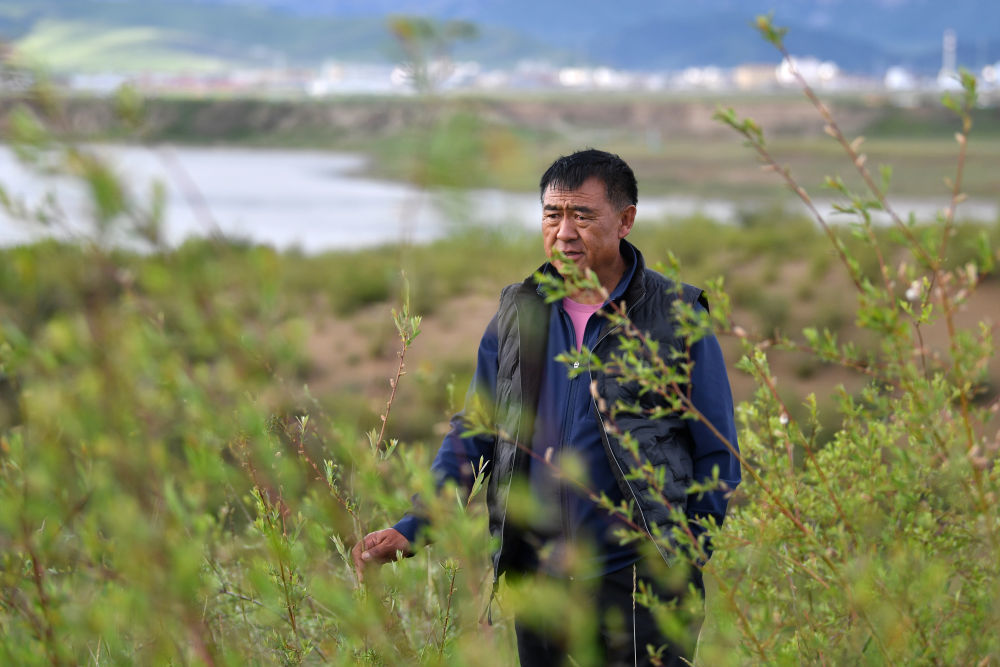多年投身沙化草原治理的牧民卓玛加布在黄河玛曲段干流沿岸一处沙化草原治理点查看他参与种植的植被生长情况（2023年7月5日摄）　新华社记者　陈斌　摄