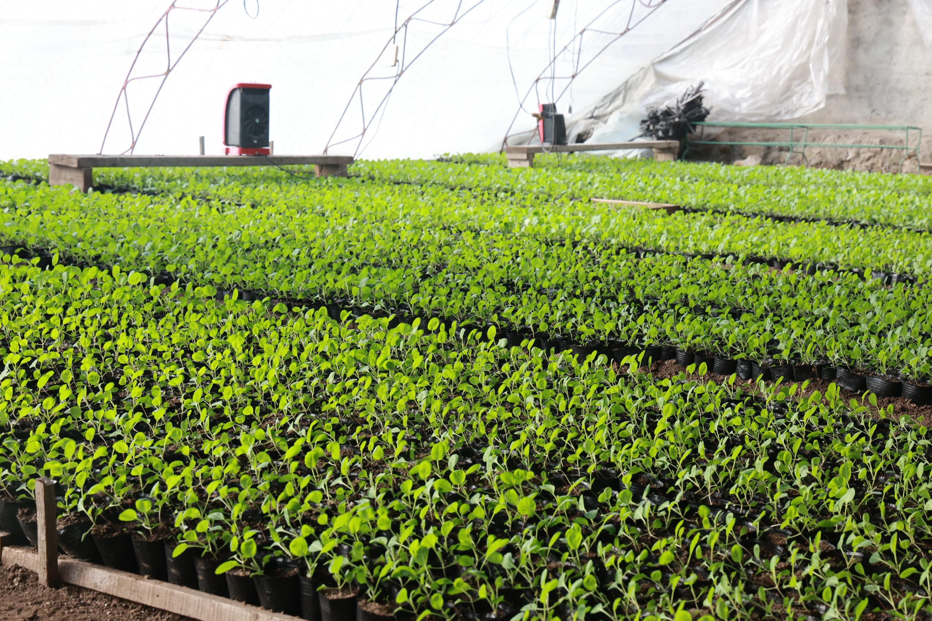 生机盎然室外春寒料峭,北山苗圃育苗大棚内却温暖如春,绿意盎然.