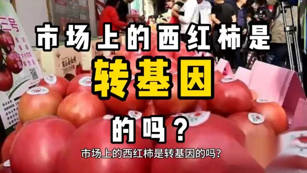 市场上的西红柿是转基因的吗？