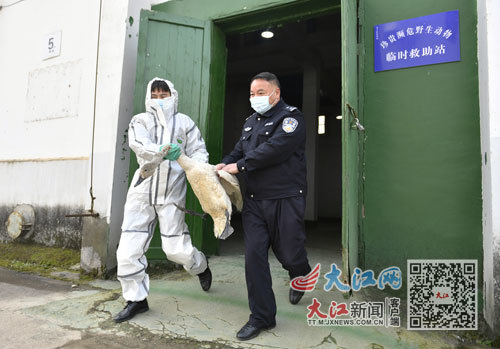民警将村民救助的天鹅送往野保机构。信息日报全媒体记者 王祺 摄
