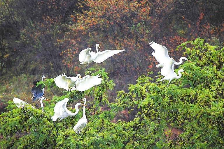 合水县连家砭林场拍摄到的苍鹭　新甘肃&middot;甘肃日报通讯员　李永峰
