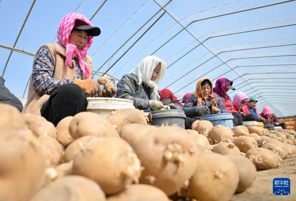 2月28日，河北省唐山市丰南区大新庄镇大岭子村一家马铃薯种植合作社的社员在分切马铃薯种。