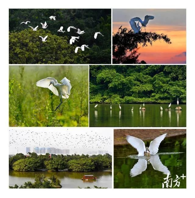小鸟天堂国家湿地公园 阮国志 摄