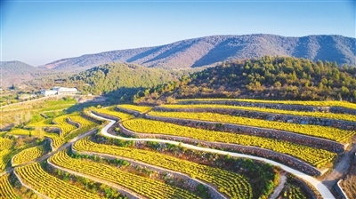 南阳市内乡县菊花种植基地鸟瞰图。南阳现已建成22个规范化种植基地。