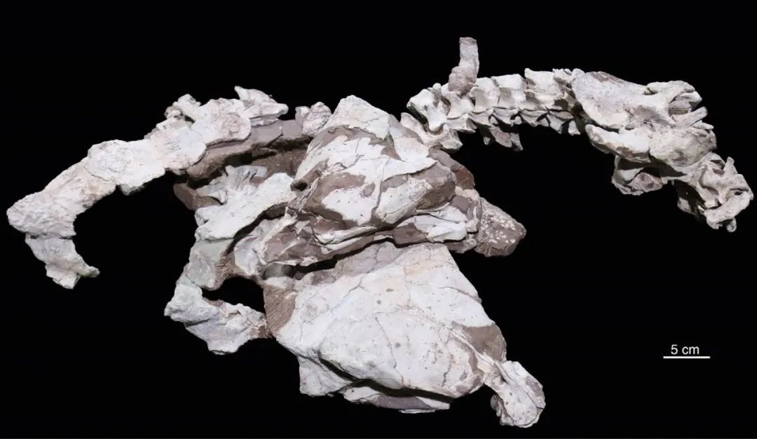 经博物馆清修后的化石标本，展示了两只叠压保存的个体