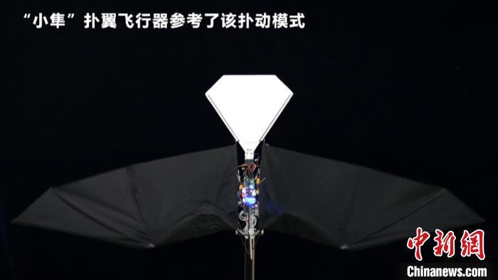 图为“小隼”扑翼飞行器。 西北工业大学供图
