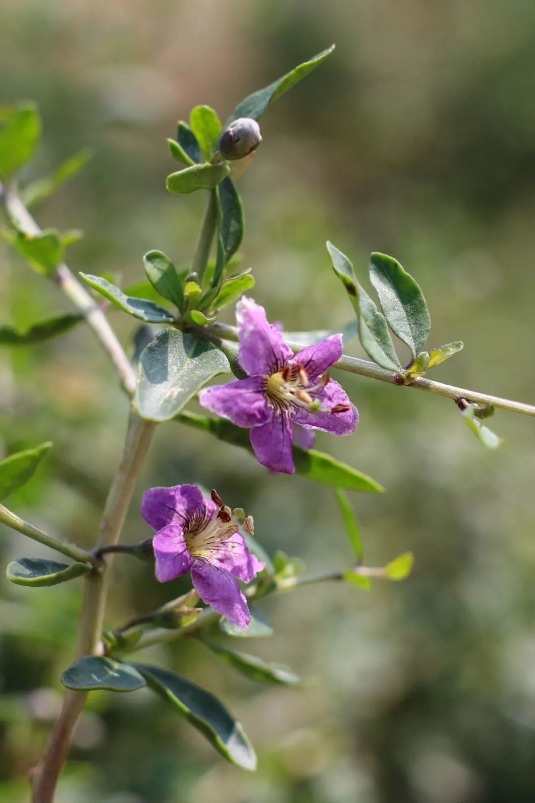 枸杞芽与枸杞花：黛玉赏花，宝钗吃芽。摄影/李贞泰