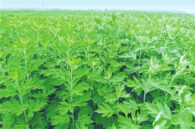 大田种植的艾草。 权兆阳 摄