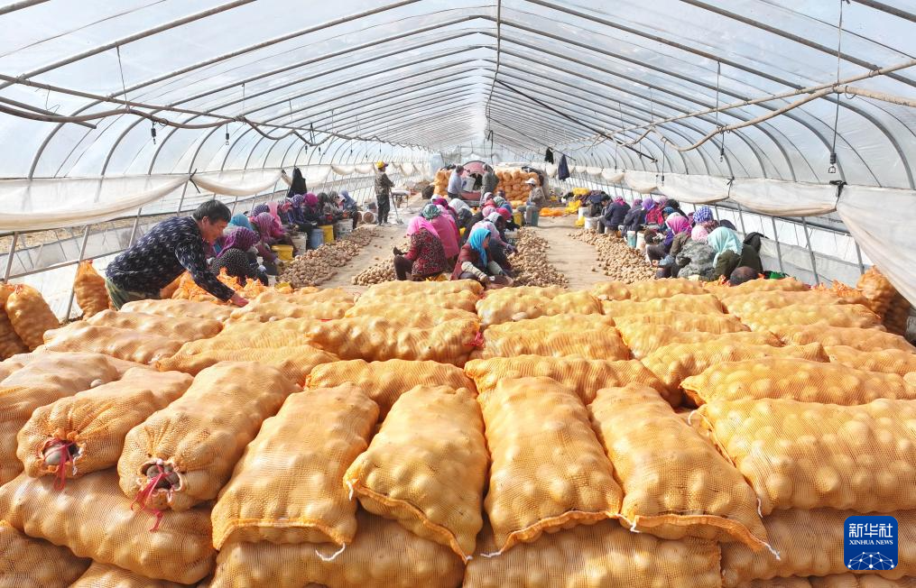 2月28日，河北省唐山市丰南区大新庄镇大岭子村一家马铃薯种植合作社的社员在分切马铃薯种（无人机照片）。