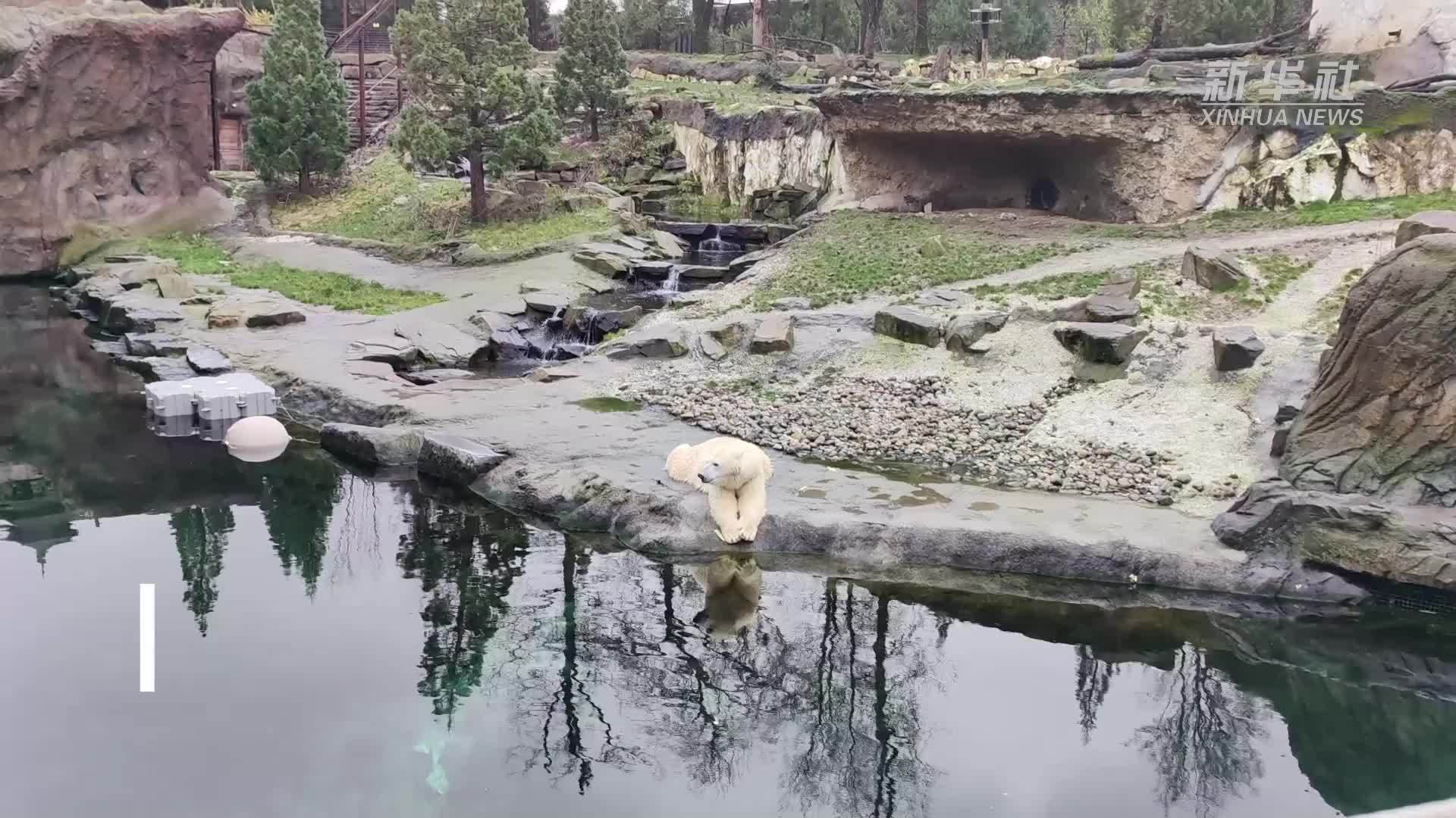 全球连线｜专访比利时天堂动物园创始人埃里克·董博：熊猫为我们打开通往中国文化之门