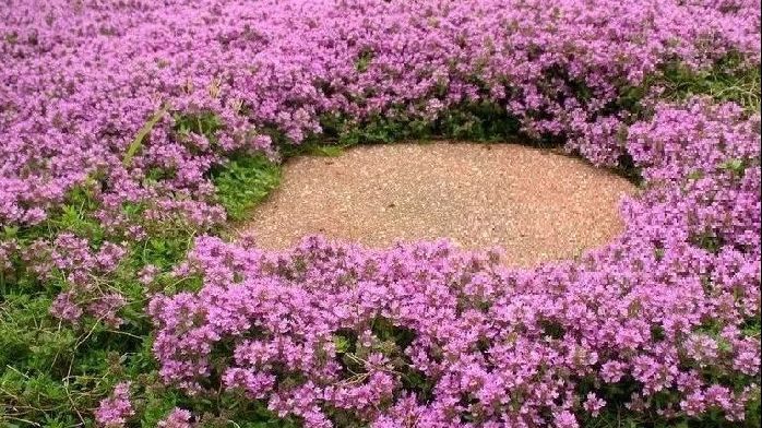 匍匐生长的5种开花植物，很适合种在院子里_凤凰网