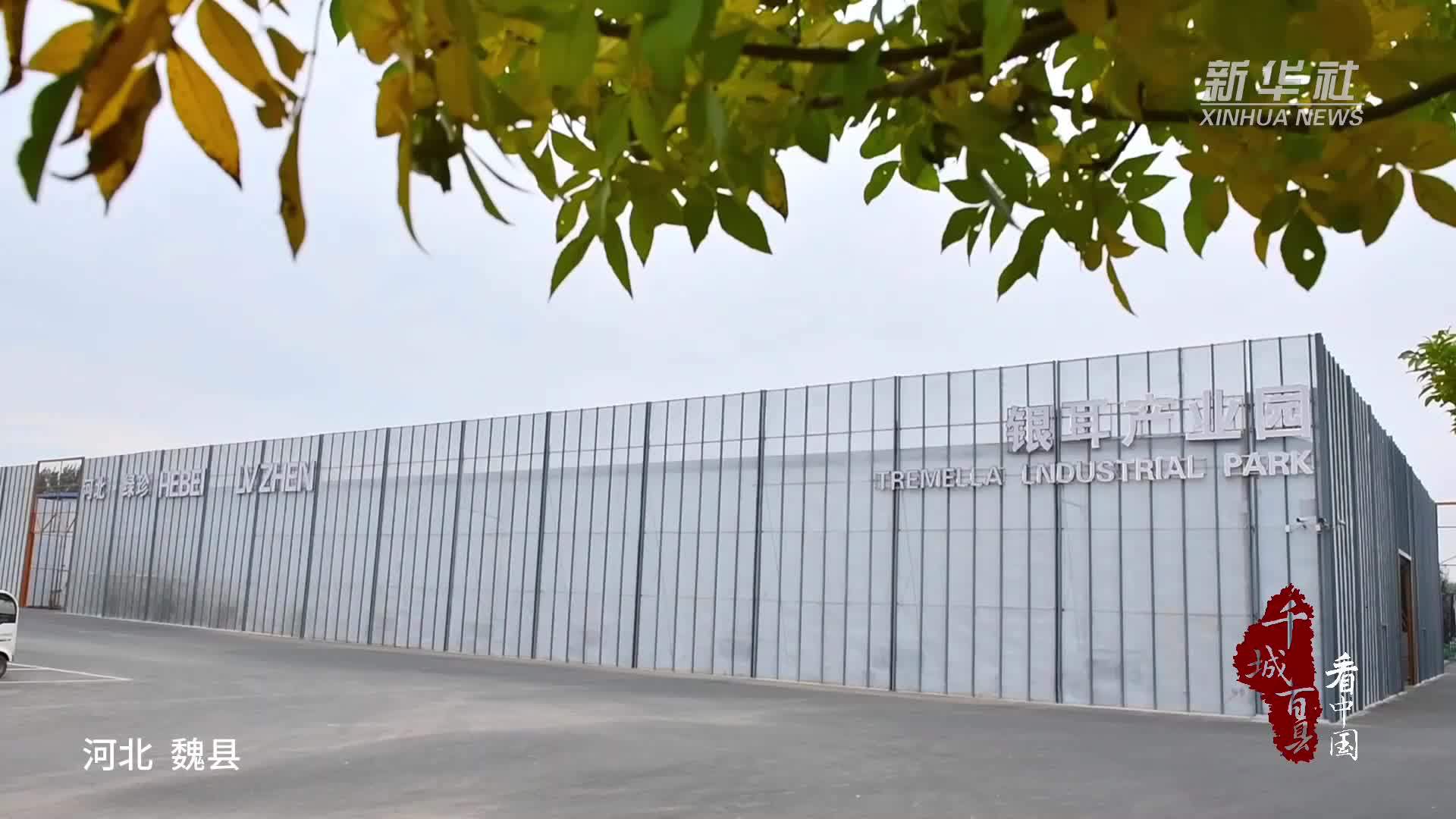 千城百县看中国︱河北魏县：银耳绽放“致富花”