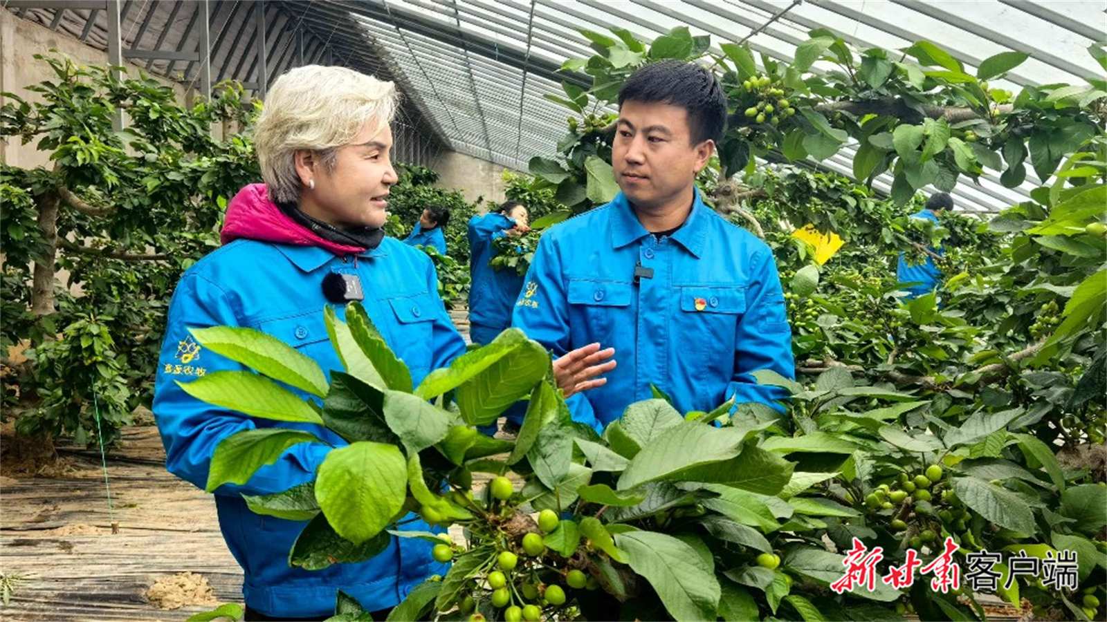 从祁连山到田间地头全国政协委员们在甘履程剧透