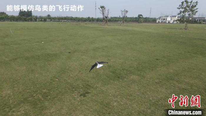 图为“小隼”扑翼飞行器正在测飞。 西北工业大学供图