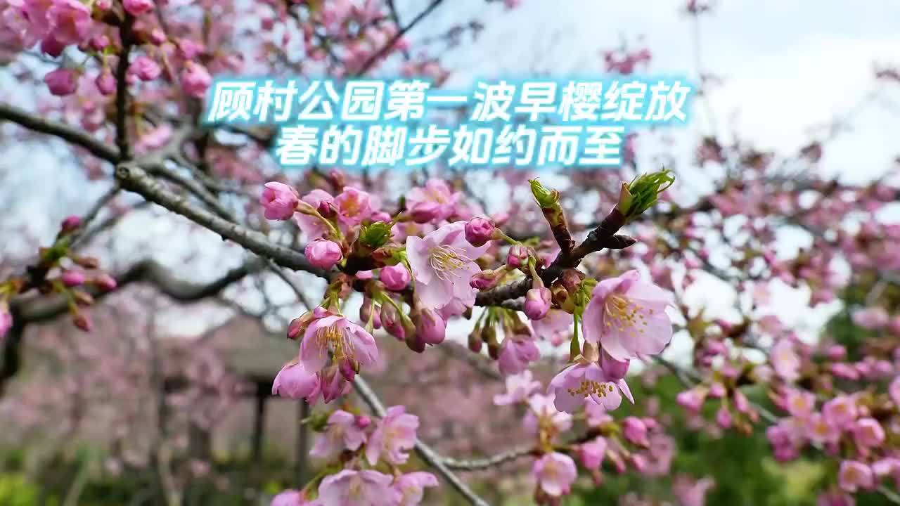 周末宜赏樱上海顾村公园第一波早樱绽放