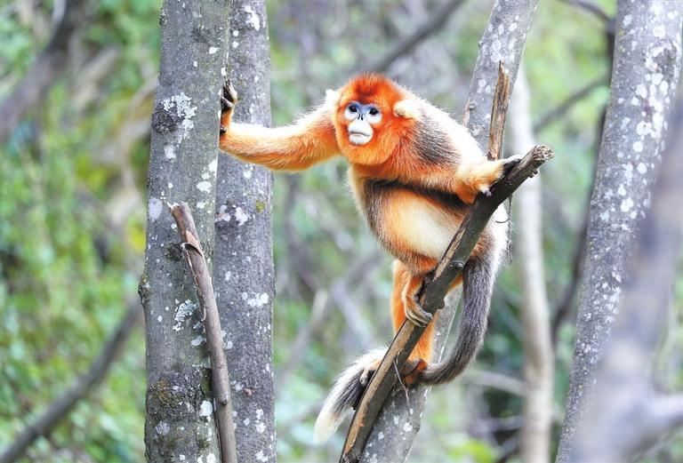大熊猫国家公园甘肃片区里的金丝猴　新甘肃&middot;甘肃日报通讯员　白永兴
