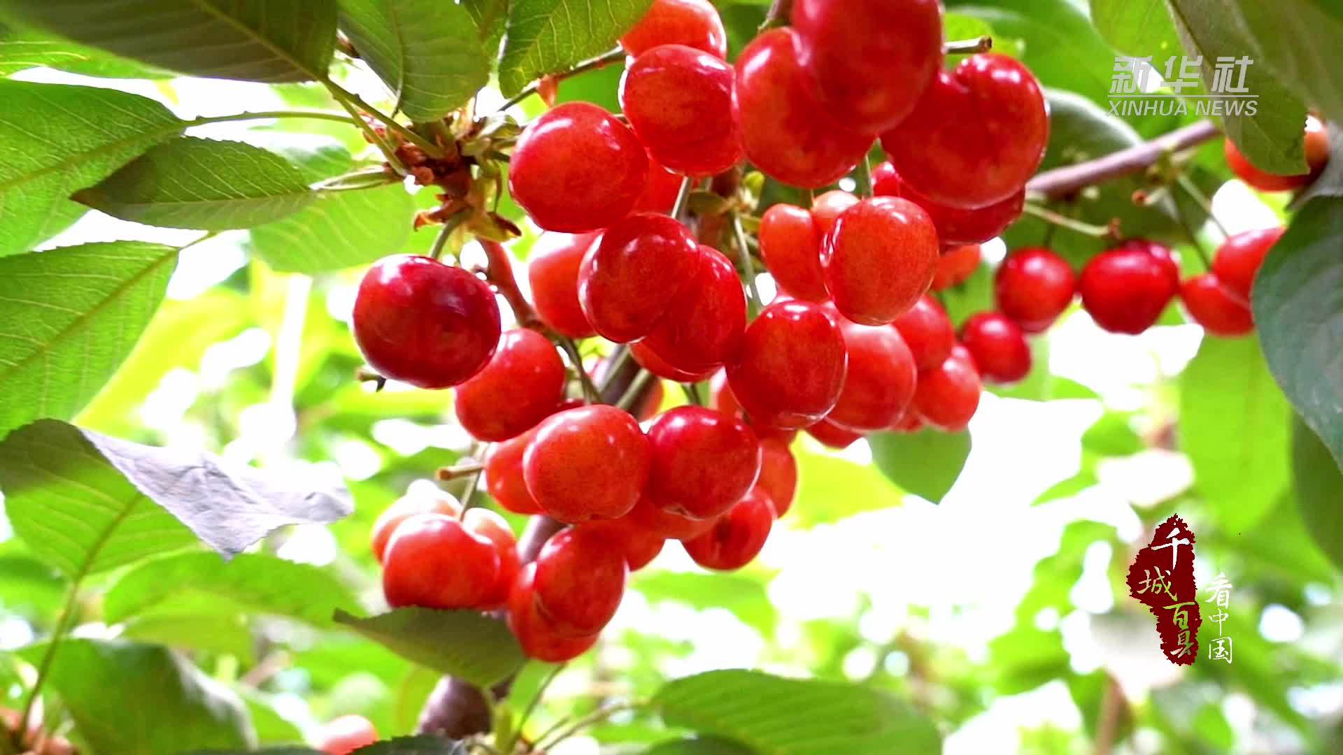 千城百县看中国|河北固安:富硒樱桃"抢鲜"上市_凤凰网资讯_凤凰网