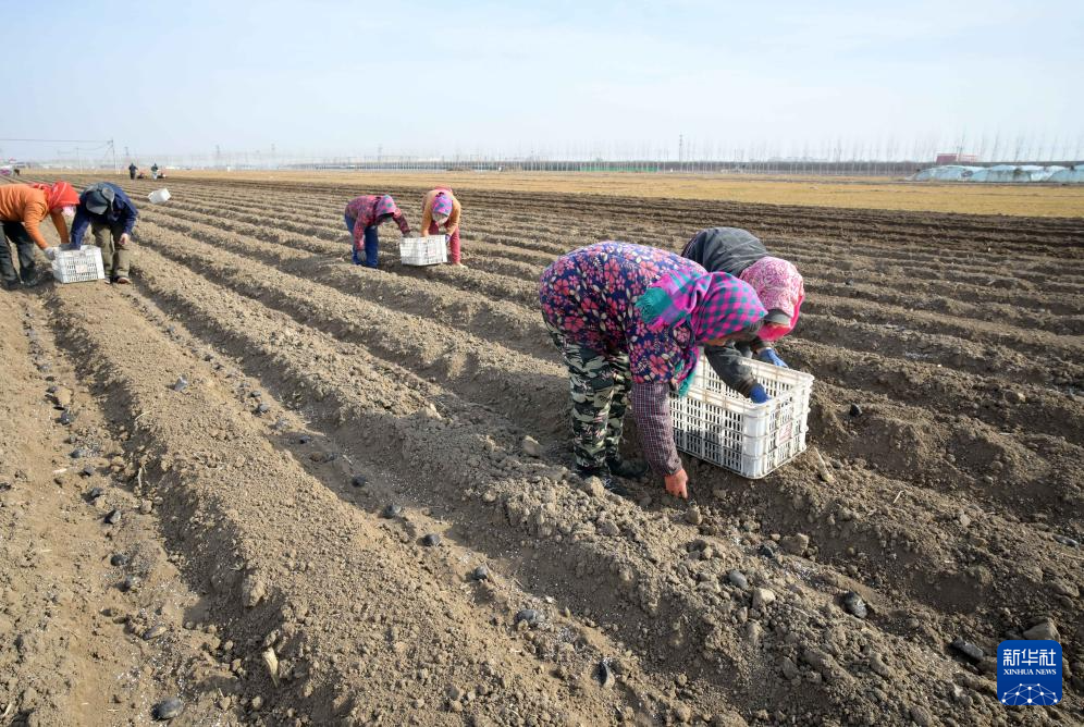 2月28日，河北省唐山市丰南区岔河镇三神庄村农民在田间播种马铃薯。