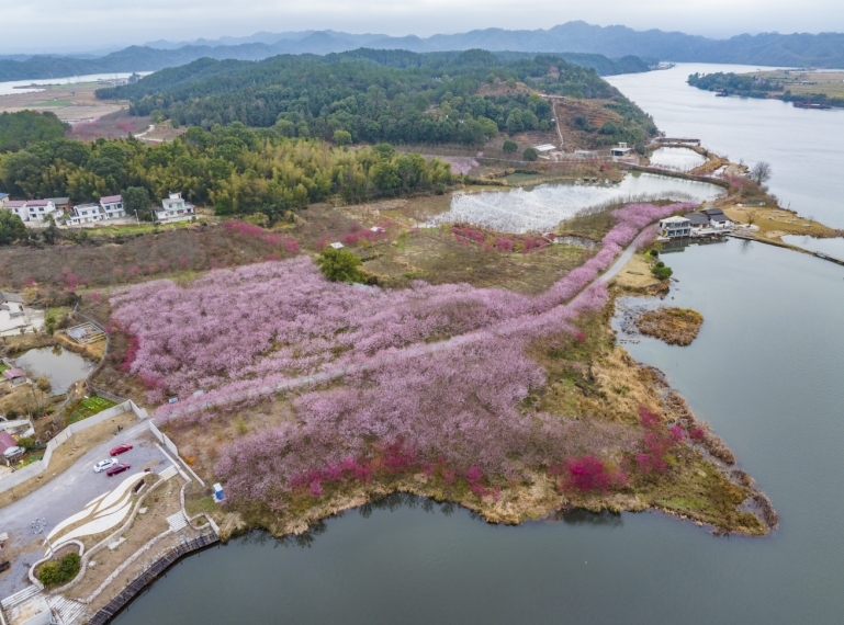 武宁北湾樱花图片