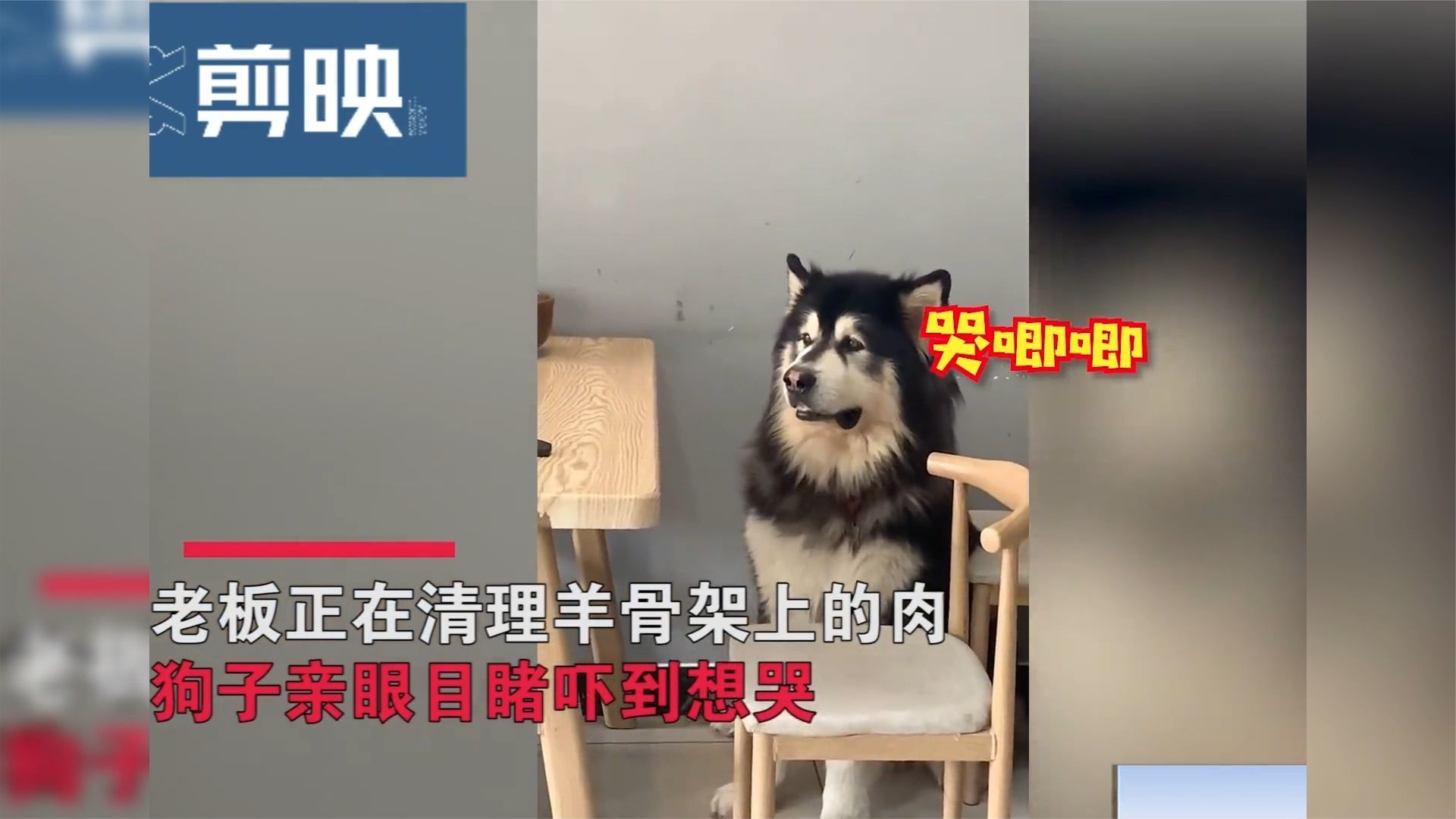 狗子目睹宰羊被吓哭以为在杀狗躲桌后瑟瑟发抖眼神求助铲屎官