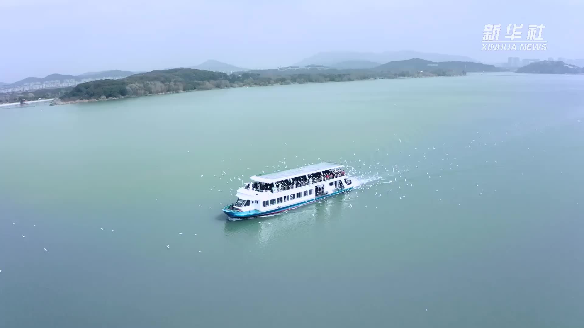 电力大数据助力水治理 越冬红嘴鸥再聚太湖畔