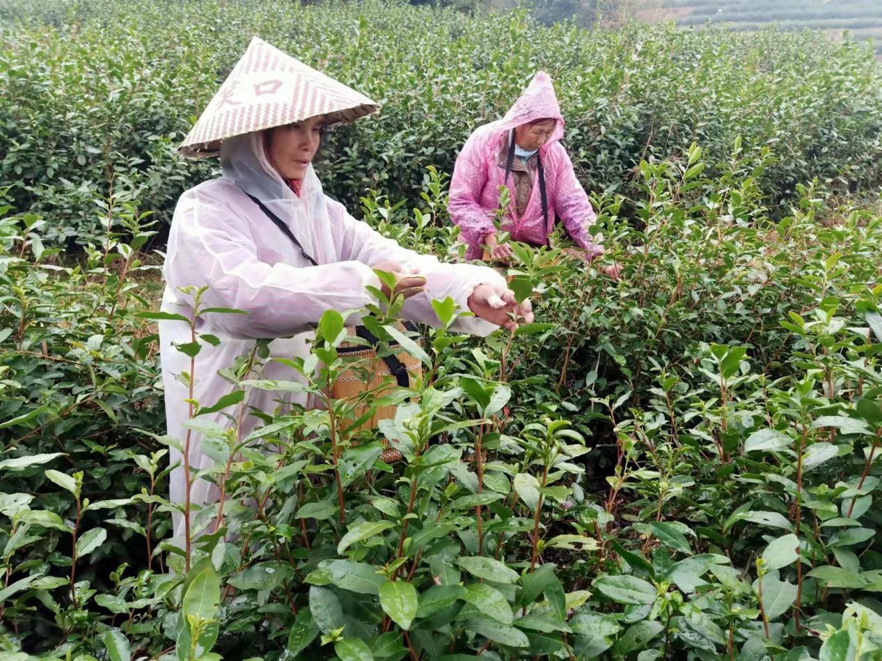 茶农们赶农时采摘春茶。（陈平辉 摄）