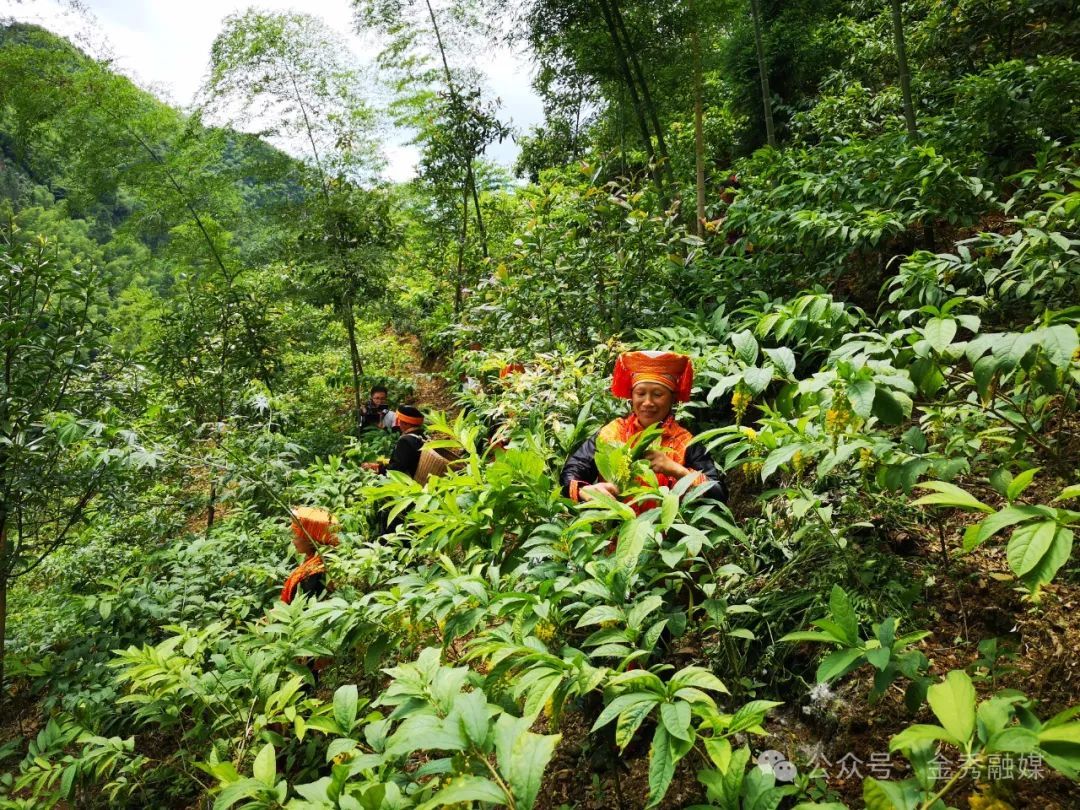 群众在金秀镇共和村黄花倒水莲基地内劳作。