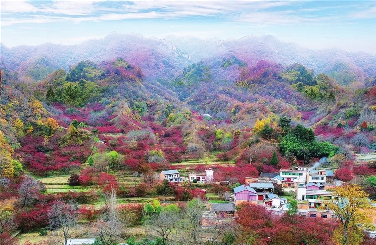 仲景宛西制药山茱萸GAP基地
