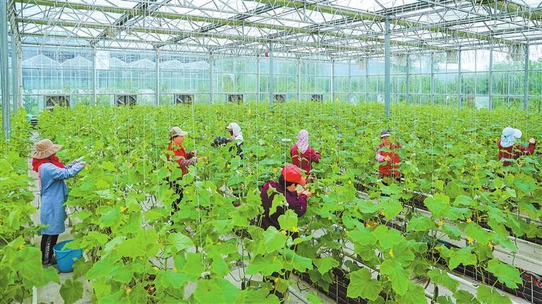 平凉市泾河川现代农业产业园的工人采摘无土栽培技术种植的乳瓜、串西红柿。该园区引进省水省肥、节省人工的无土栽培技术种植蔬菜，取得良好效果。新甘肃·甘肃日报通讯员　黄蔚林