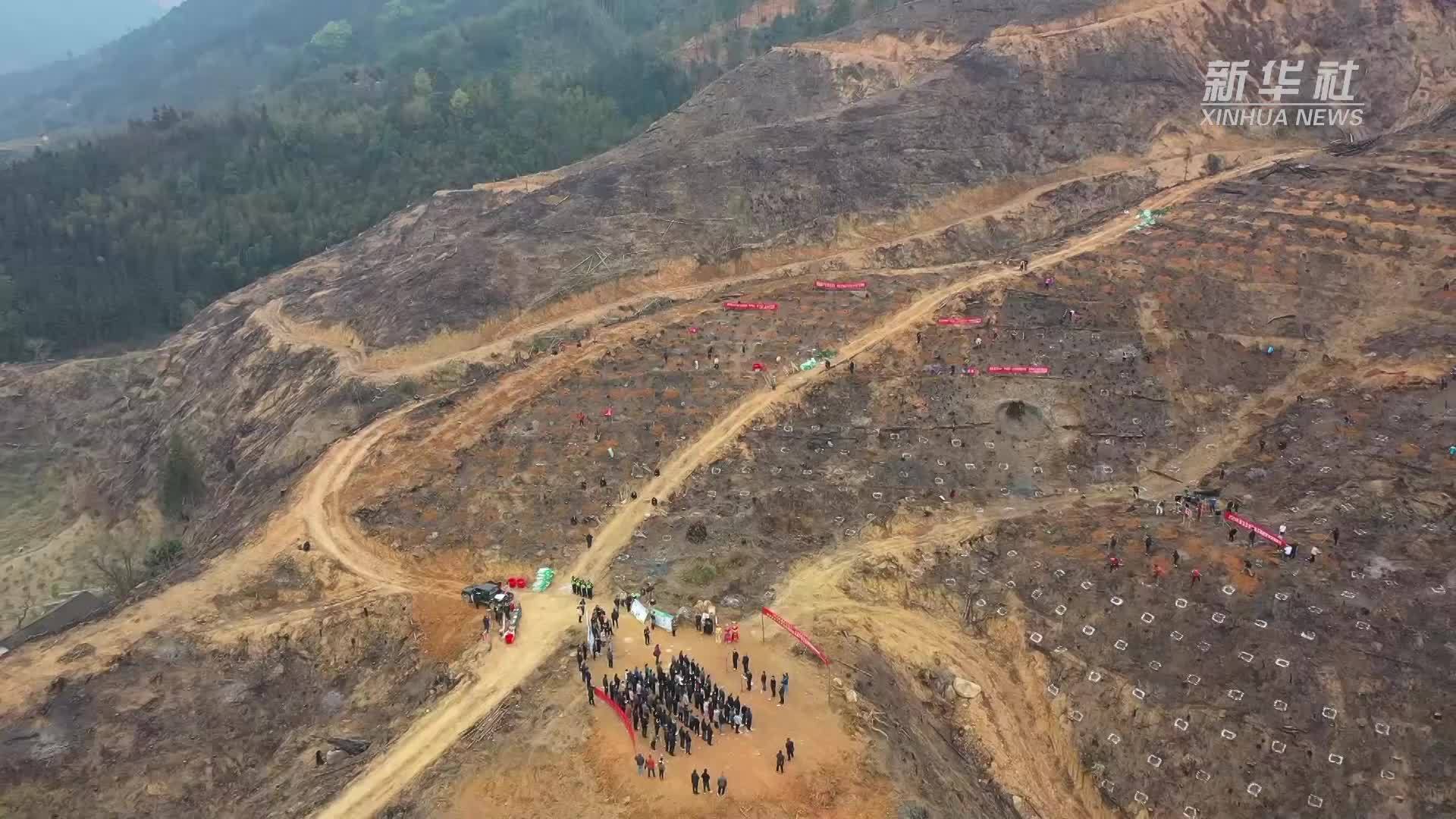 广西融安：在春天里植此青绿