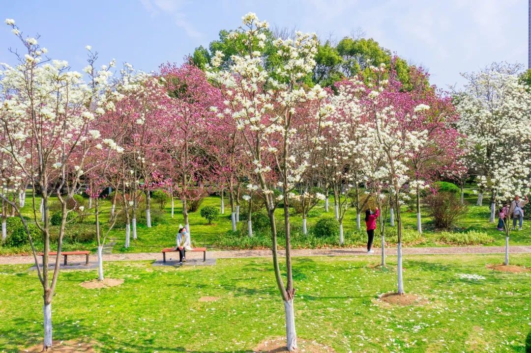 马鞍山梅花盛开正当时 踏春赏花去!凤凰网安徽_凤凰网