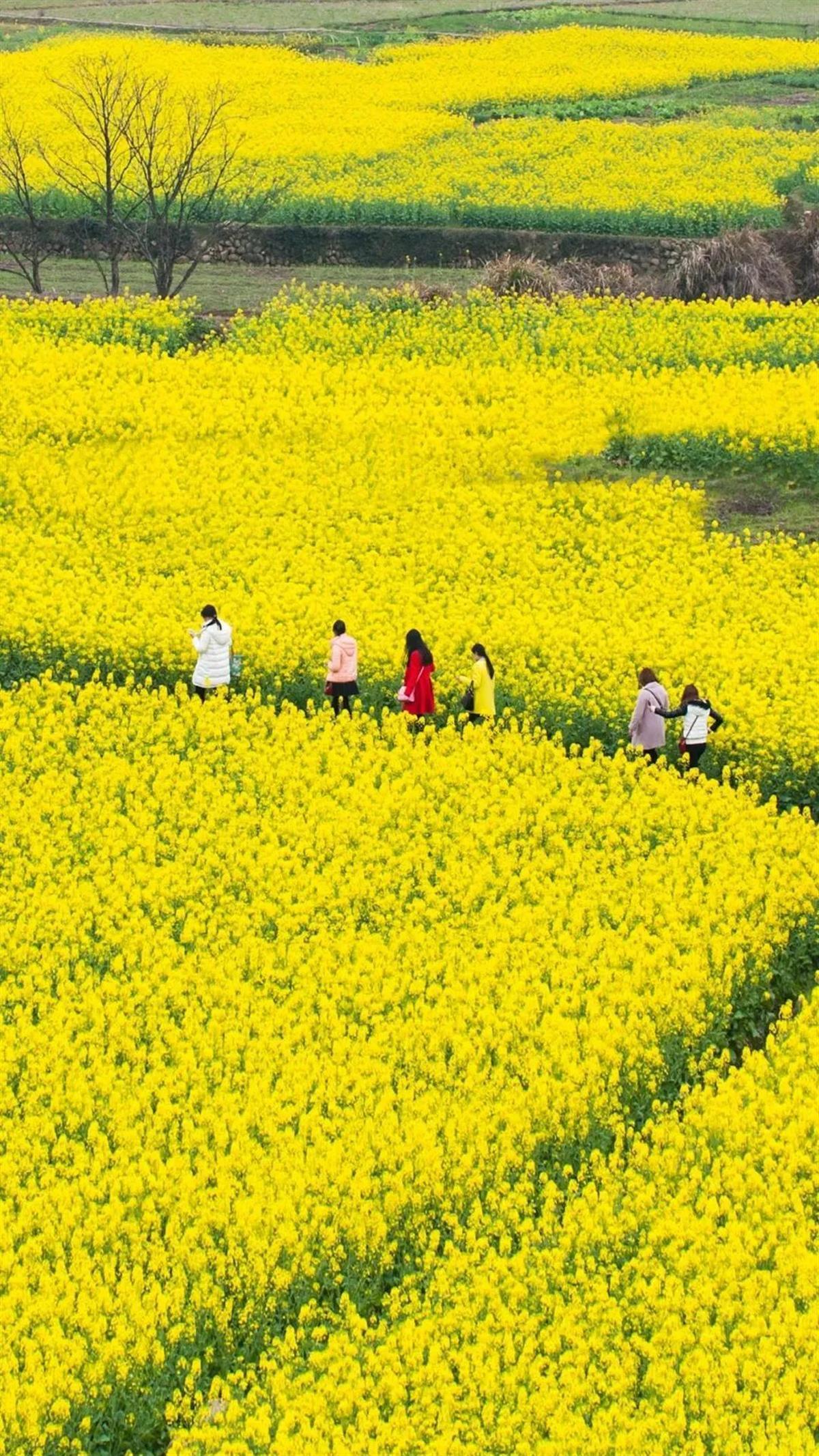 最美油菜花节图片